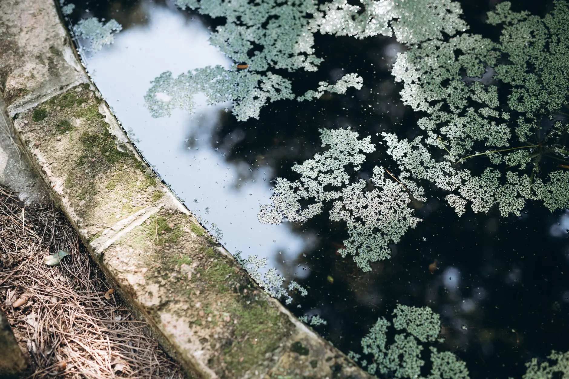 Teichbau